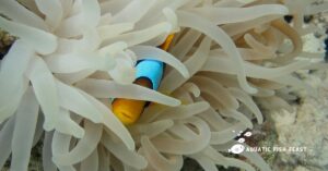 Read more about the article How Do Clownfish Eat (Revealed)