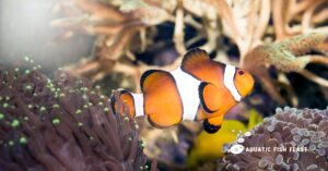 Read more about the article What Do Clownfish Like To Eat(Everything Revealed)