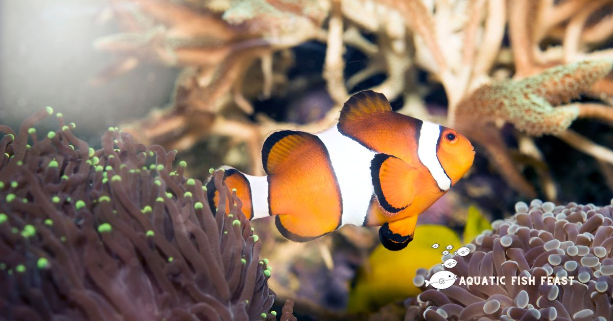 You are currently viewing What Do Clownfish Like To Eat(Everything Revealed)