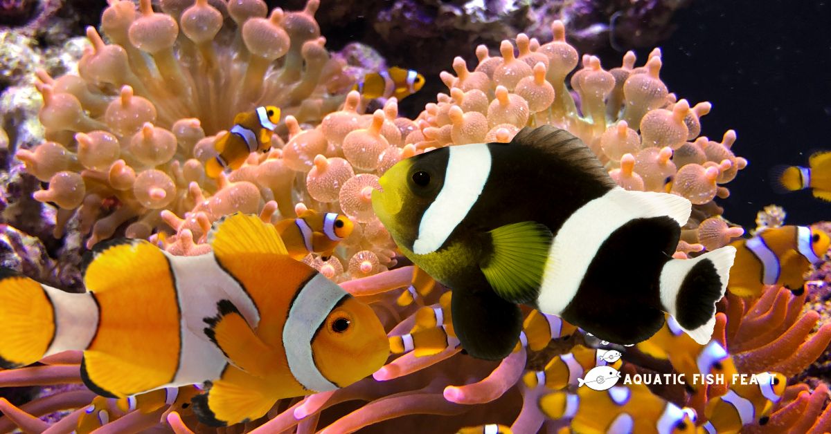 You are currently viewing Can Clownfish Change From Female To Male