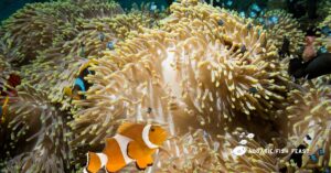 Read more about the article Can Clownfish Live Alone(Explained)