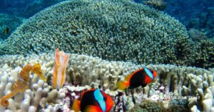 Read more about the article Can Clownfish Live With Seahorses