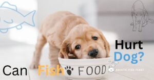 Read more about the article Can Fish Food Hurt Dogs: Expectation vs.Reality