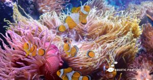 Read more about the article Which Anemones Host Clownfish