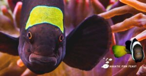 Read more about the article Want To Know Why Do Clownfish Turn Black, Now You Can