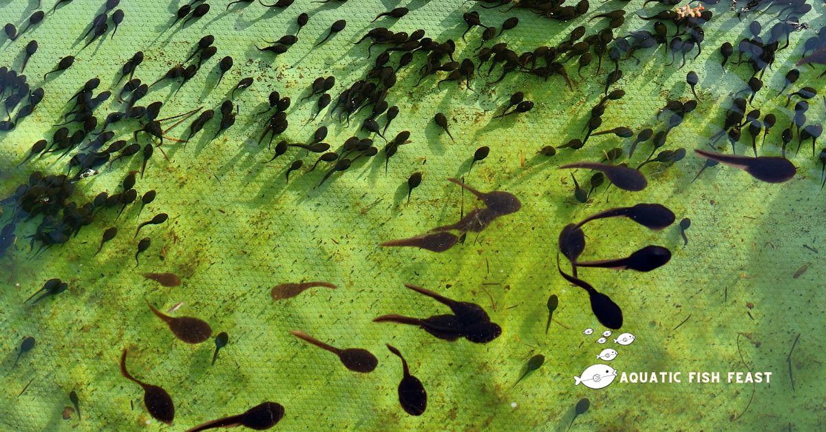 Read more about the article Will Tadpoles Eat Fish Food: Find Out Now