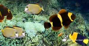 Read more about the article An Unbelievable Fact About How Many Clownfish Species Are There