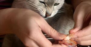 Read more about the article The Surprising Truth: How Many Prawns Can A Cat Eat