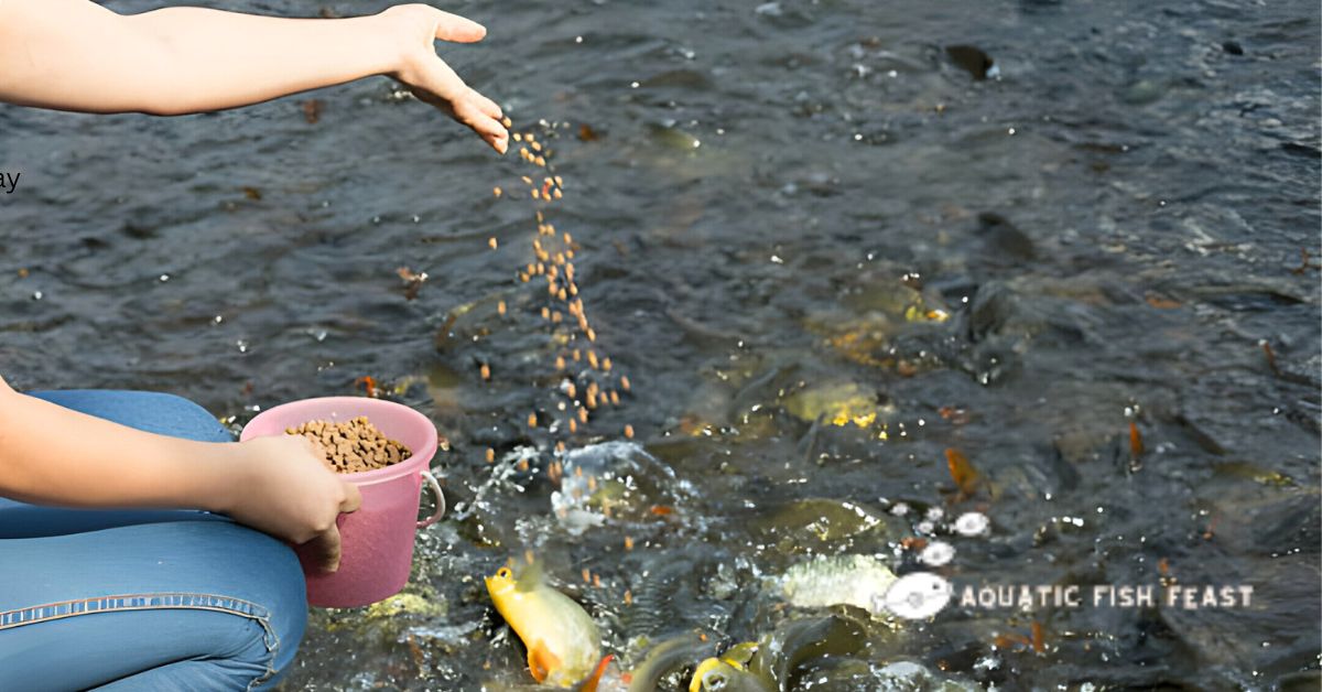 Read more about the article Feeding Feast: How Much Fish Food Per Day