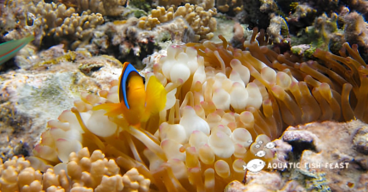 You are currently viewing How Often Do Clownfish Eat (Must Followed Schedule)