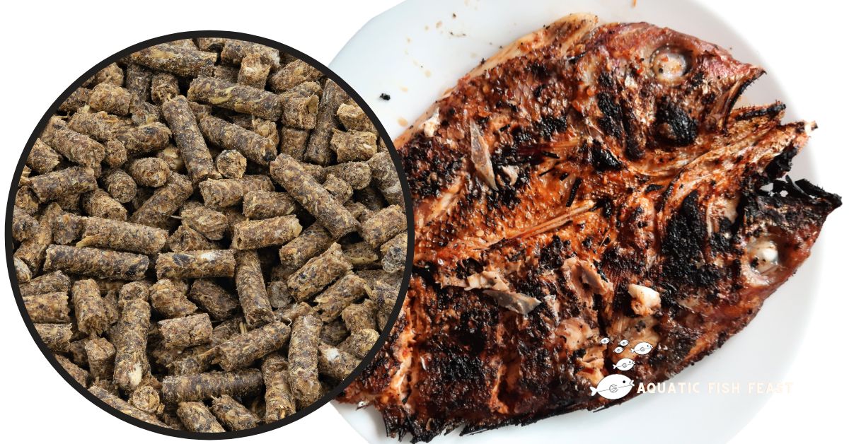 You are currently viewing The Difference Between Fish Feed And Fish Meal (Explained)