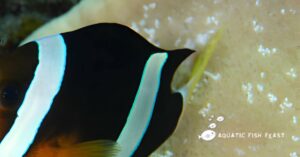 Read more about the article When And How Clownfish Lay Their Eggs(Unlocking The Secrets)