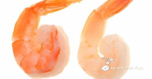 Read more about the article Which Prawns Are Best, Red Or White