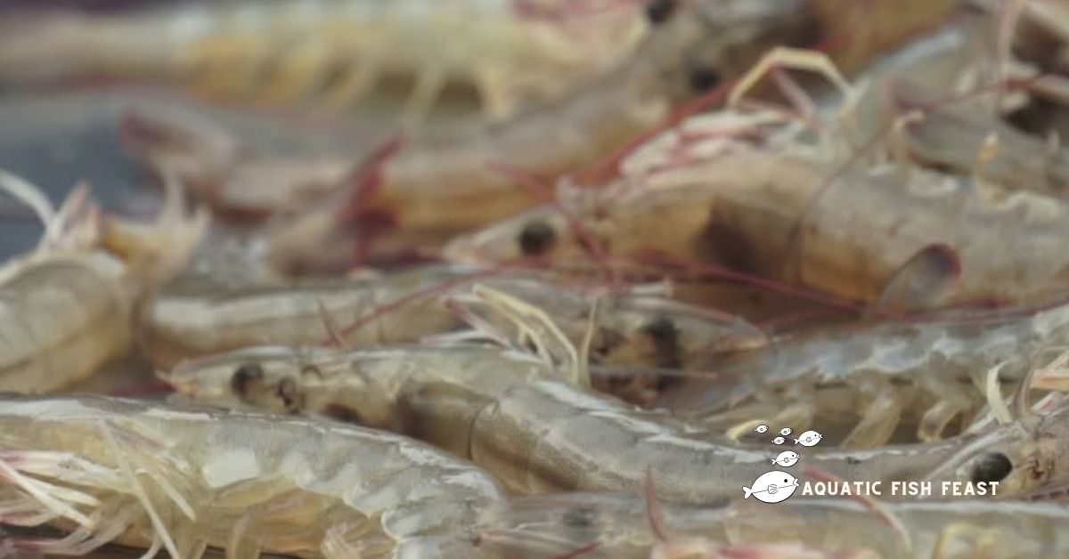 You are currently viewing Are Prawns Freshwater: Find Out Here