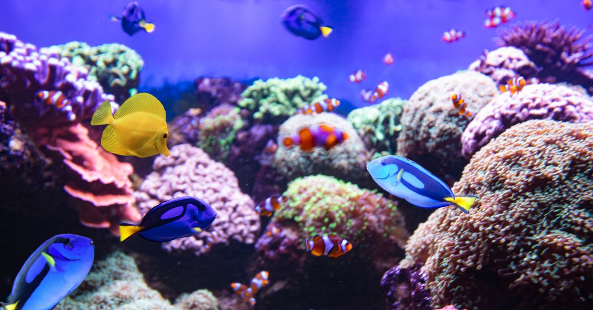 You are currently viewing Can Clownfish And Dory Live Together