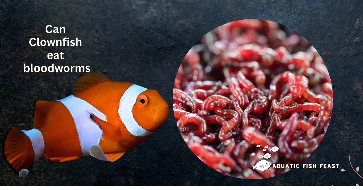 Read more about the article Can Clownfish Eat Bloodworms(Have You Seen This)