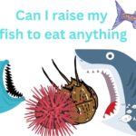 Can I Raise My Fish To Eat Anything(Fact Revealed)