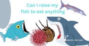 Read more about the article Can I Raise My Fish To Eat Anything(Fact Revealed)