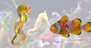 Read more about the article Can Clownfish And Seahorses Live Together