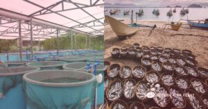 Read more about the article Difference Between Fish Farming And Fishery