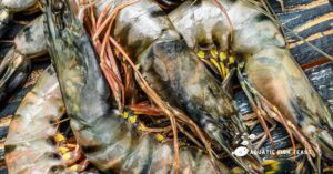 Read more about the article What Are Black Tiger Prawns, Do You Know This